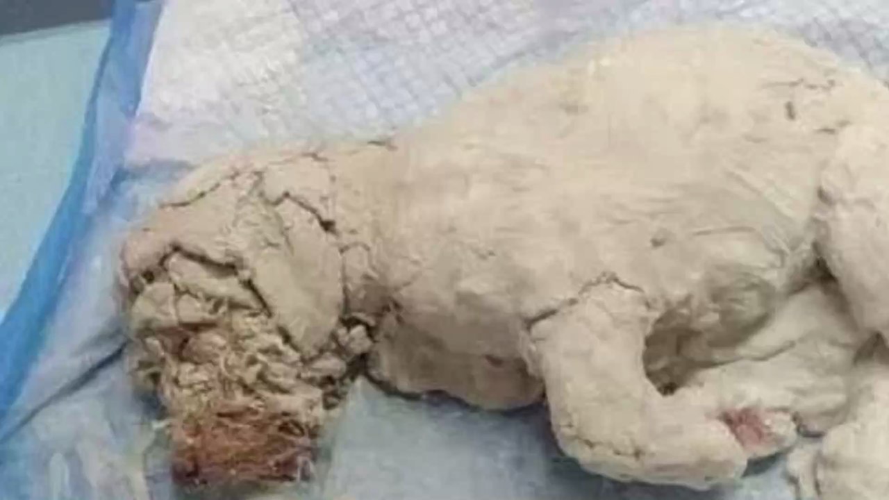 Three-month-old puppy makes miraculous recovery after being covered in glue by cruel owners
