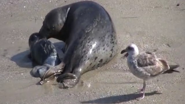 Quand des Américains assistent à la naissance d'un bébé phoque sur une plage