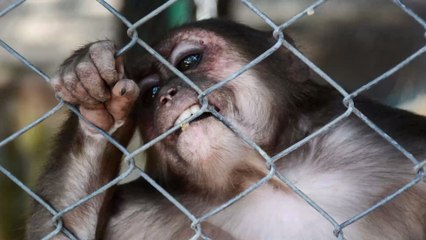 So profitieren chinesische Wildtiere jetzt vom Ausbruch des Coronavirus