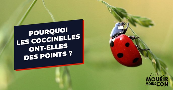 Pourquoi les coccinelles ont-elles des points sur le dos ?