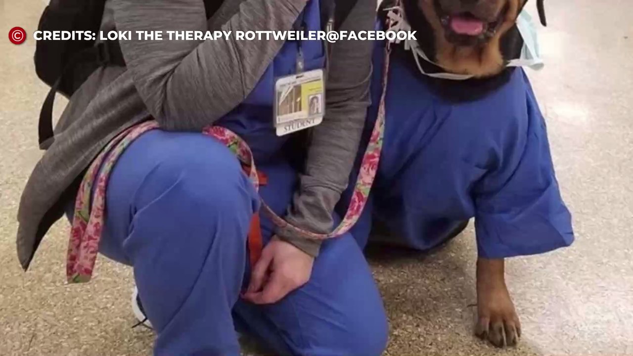 Tierischer Helfer: Hund unterstützt in Corona-Krise die Pflegekräfte