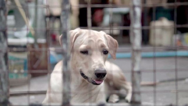 Trächtige Hündin kann nicht entbinden: Dann enthüllt der Tierarzt den Grund