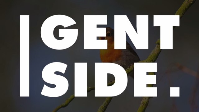 Animaux : le Casoar à casque, l'oiseau le plus dangereux au monde ?