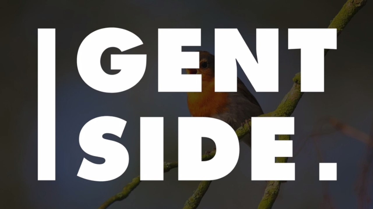 Animaux : le Casoar à casque, l'oiseau le plus dangereux au monde ?