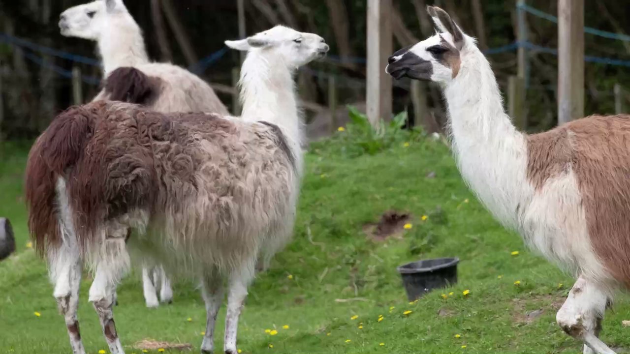 Eine heiße Spur: Lamas könnten uns vor Covid-19 retten