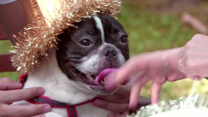 Tierischer Stress: Weshalb Tiere beim Karneval nichts zu suchen haben