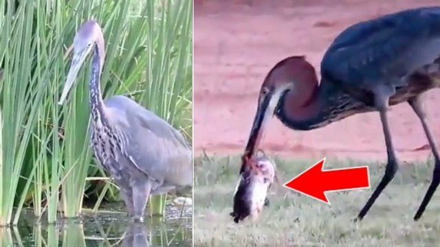 Insolite : l'impressionnant repas d'un héron surpris en pleine nature