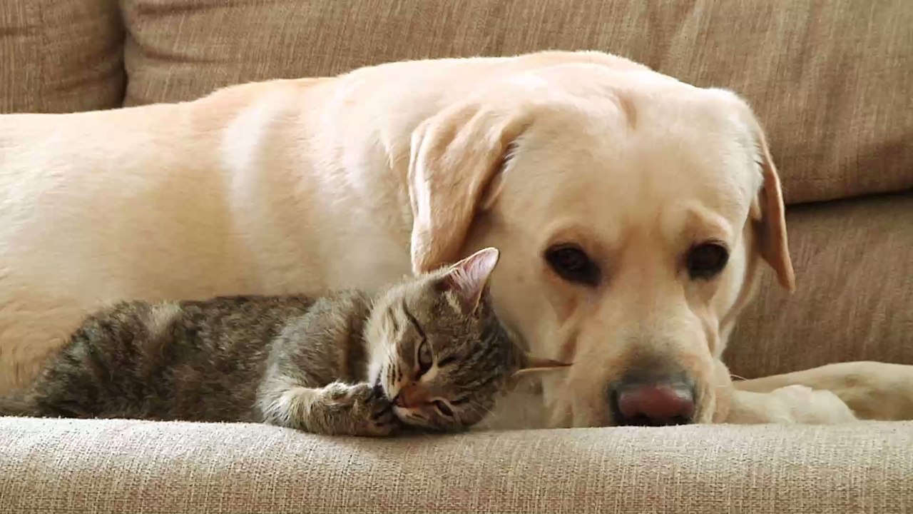 Erstes Haustier mit COVID-19 überlebt nur einige Tage nach Quarantäne