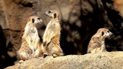 Was passiert, wenn mein Haustier am Coronavirus erkrankt?