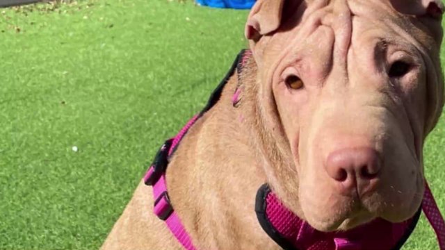 Charity left fuming after dog was left abandoned after giving birth