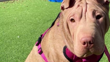 Charity left fuming after dog was left abandoned after giving birth