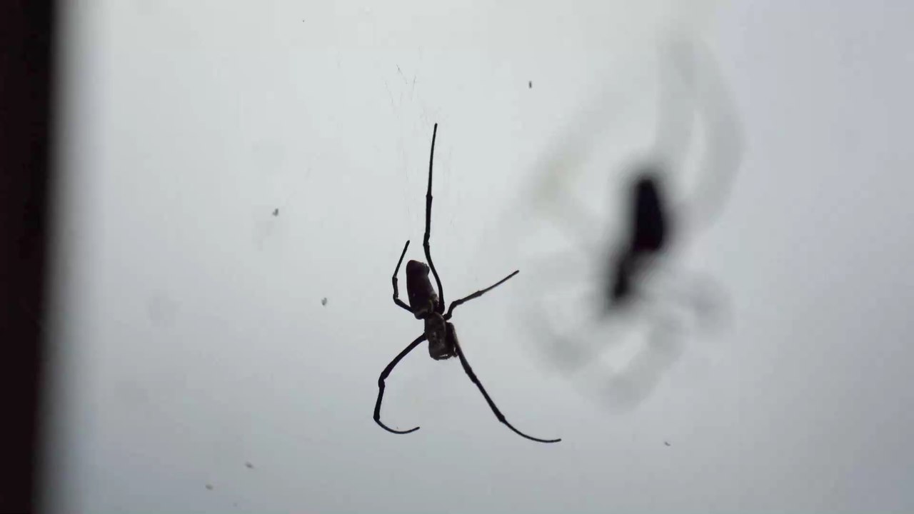 Man Almost Has His Arm Amputated After a Spider Bite (PHOTOS)