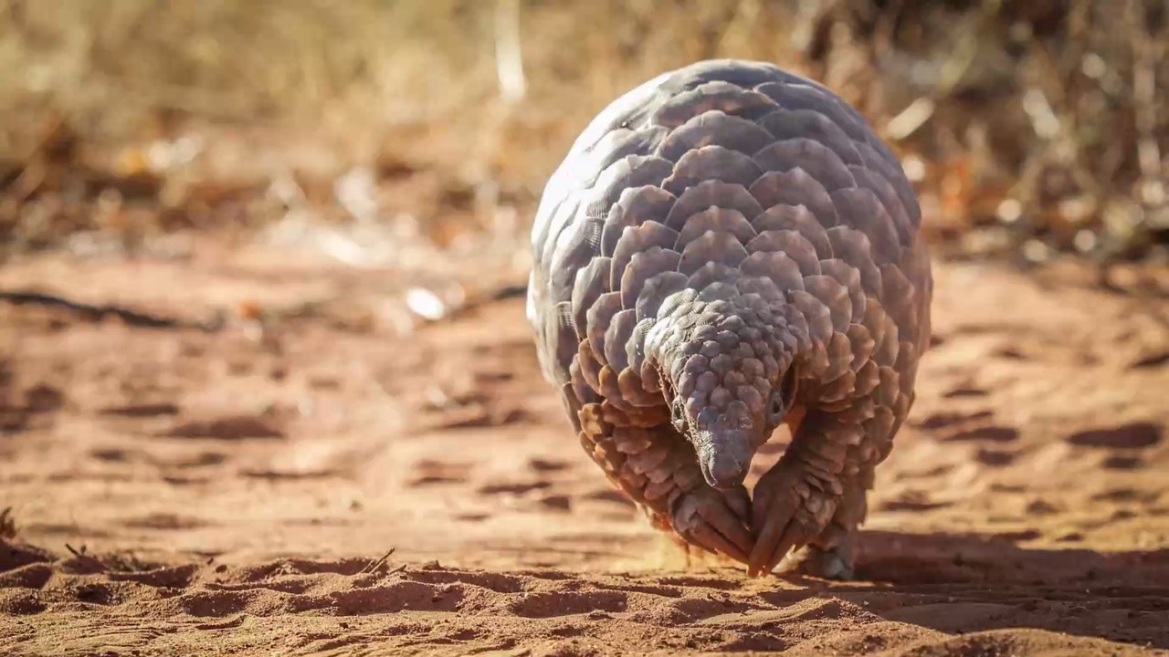 Diese seltene Tierart ist der größte Verlierer der Corona-Krise