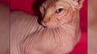 Due to his rare condition, this terrifying hairless cat has become an internet sensation