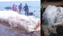Une étrange créature échouée sur une plage des Philippines intrigue les internautes