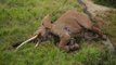 Satao II, l'un des derniers éléphants aux défenses géantes retrouvé mort au Kenya