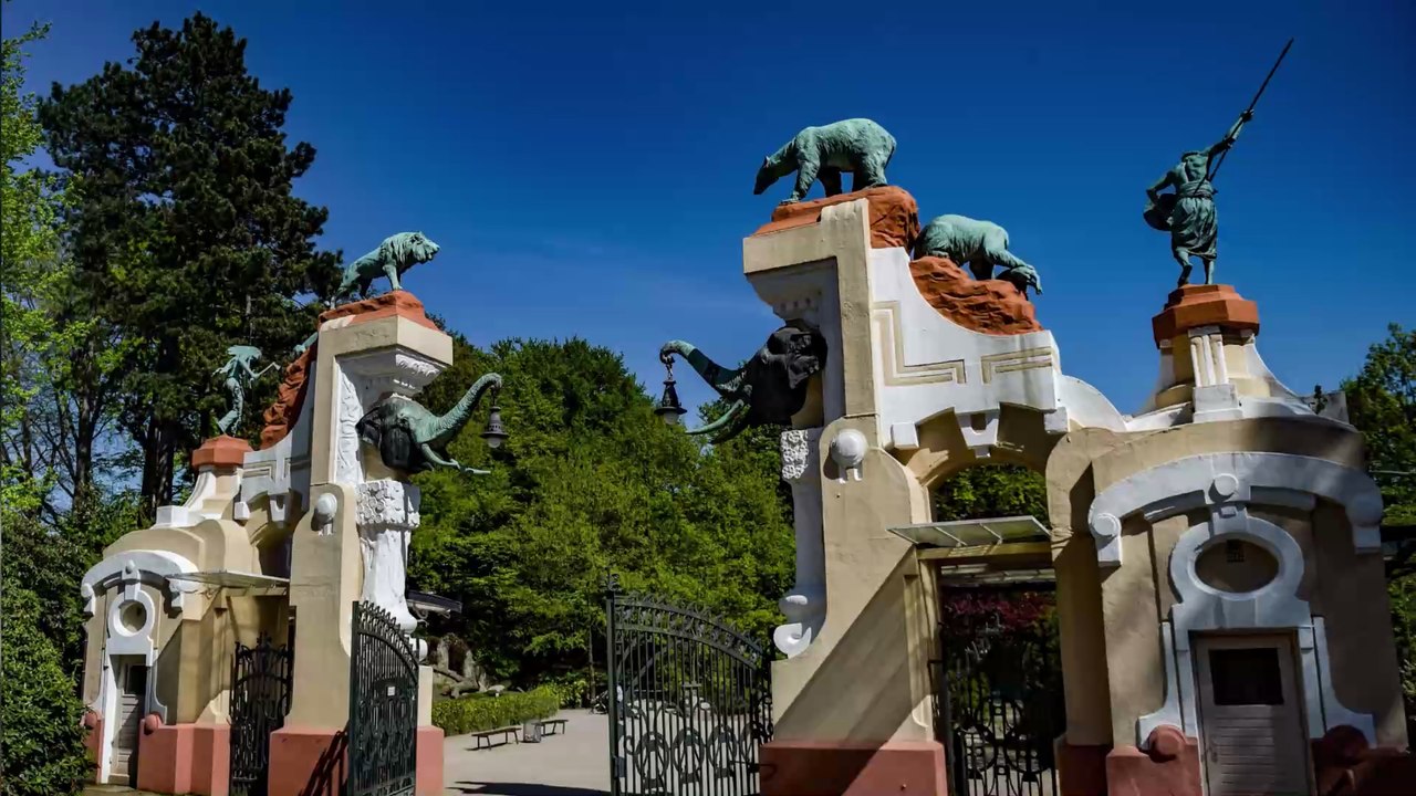 Pfleger denken, Orang-Utan-Dame frisst zu viel, dann folgt die Überraschung