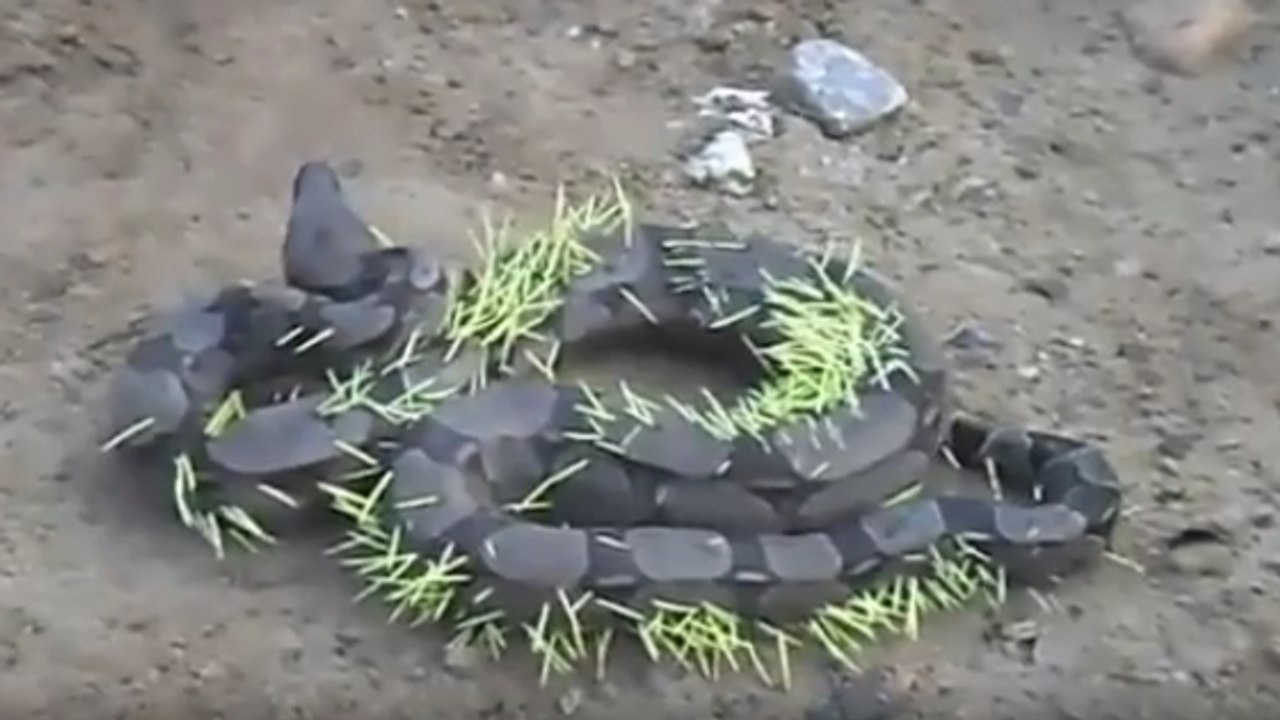 Quand un boa constrictor a la mauvaise idée de s'attaquer à un porc-épic