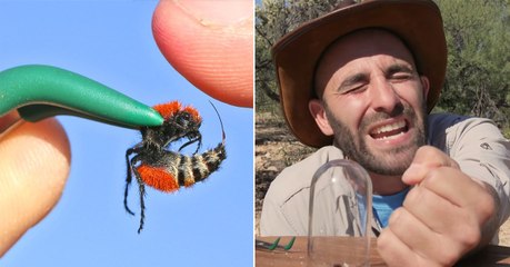 Un aventurier se laisse piquer par une fourmi de velours