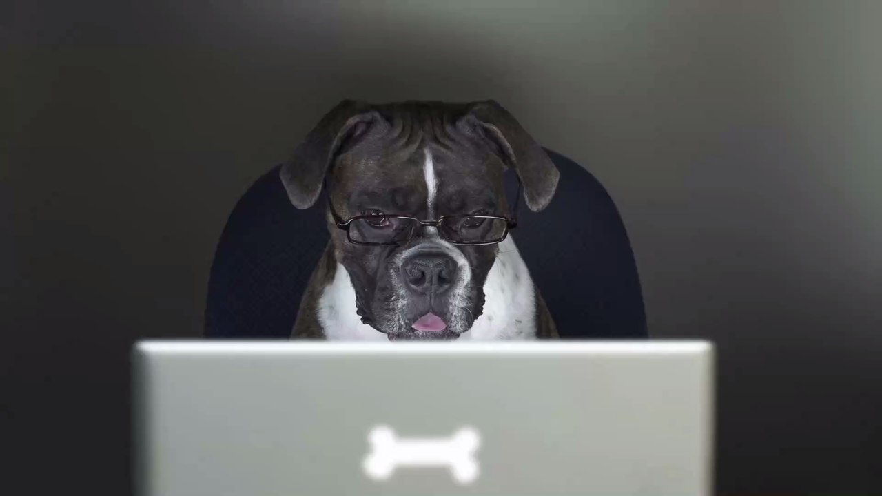 'Es ist wie auf Zalando': Immer mehr Menschen bestellen Haustiere übers Internet