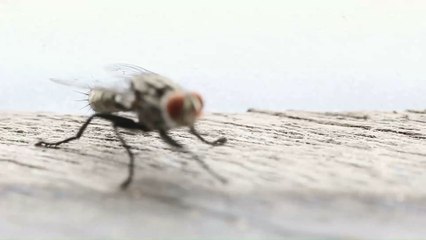 Video herunterladen: Wie gefährlich ist es, wenn sich eine Fliege auf unser Essen setzt?