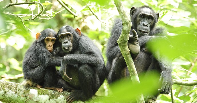 Les chercheurs dévoilent les subtilités du langage des chimpanzés