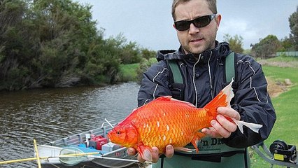 Pourquoi ne faut-il jamais relâcher ses poissons rouges dans la nature ?