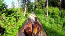 Opfer der Sommerhitze: Erschöpftes Pferd stirbt, nachdem es Touristen herumkutschiert