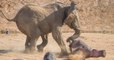 Namibie : ce combat étonnant entre un éléphant et un hippopotame