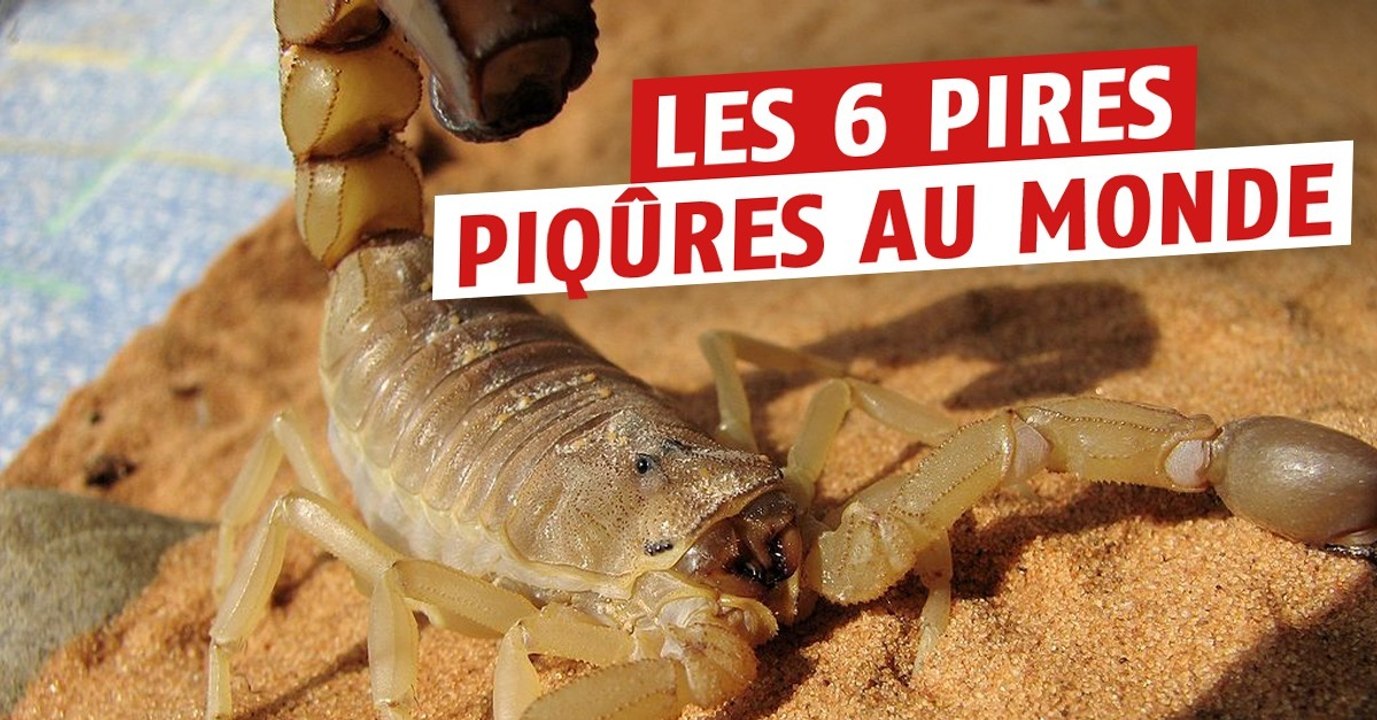 Ces 6 animaux venimeux ont les pires piqûres au monde