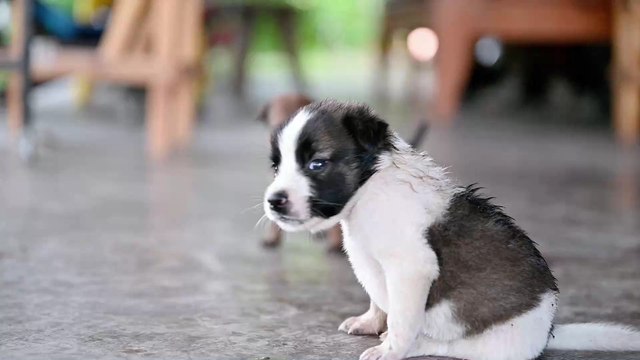 Vorsicht bei Waldspaziergängen: Ansteckende Krankheit endet für Hunde tödlich