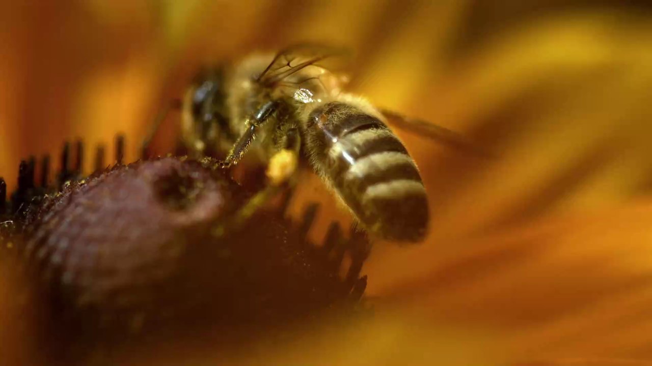 Bienengift erweist sich als Wundermittel im Kampf gegen Brustkrebs