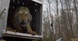 Revivez la fantastique remise en liberté de Filippa, une tigresse de Sibérie dans un sanctuaire