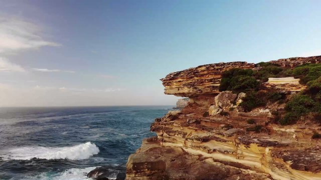 Sensation aus Down Under : Erstes Koalababy seit den Buschbränden geboren