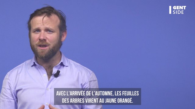 Pourquoi les feuilles des arbres deviennent-elles jaunes en automne ?