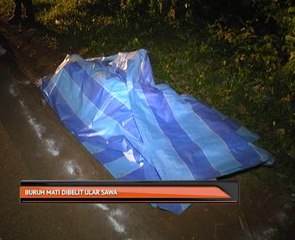 Buruh mati dibelit ular sawa