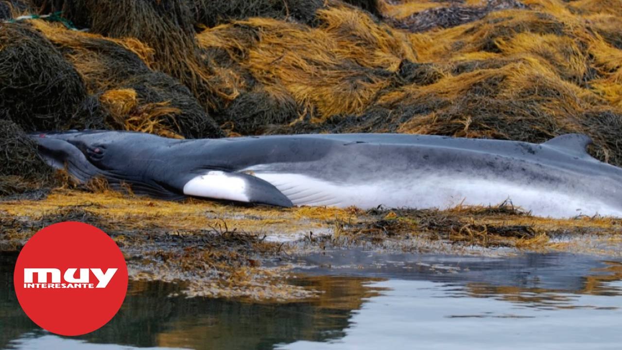 ¿Por qué varan algunas ballenas?