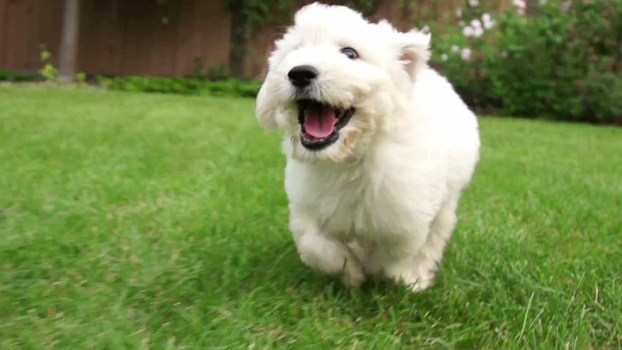 Frauchen sagt ihm seine Lieblingsworte: Die Reaktion des Hundes ist zu witzig (Video)