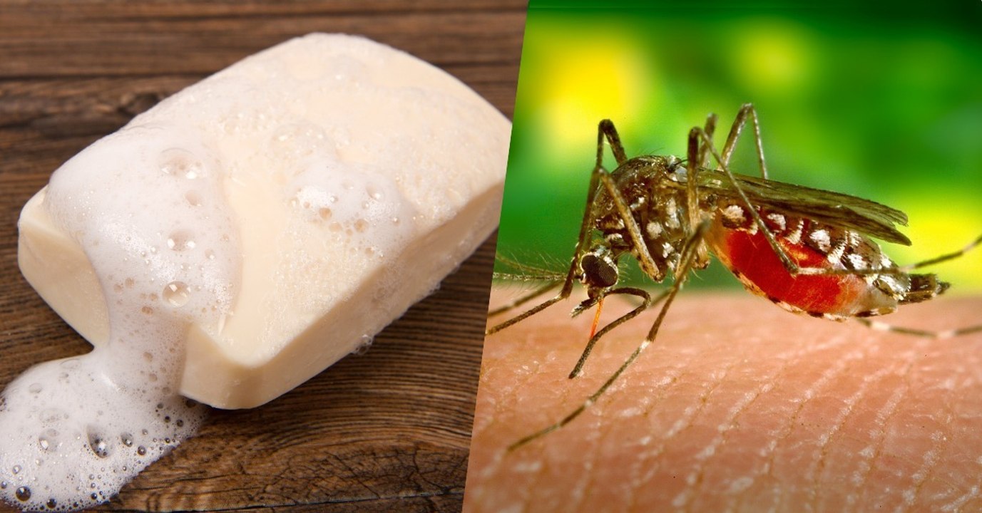 Faso Soap, ce savon anti-moustique qui pourrait révolutionner la lutte contre le paludisme