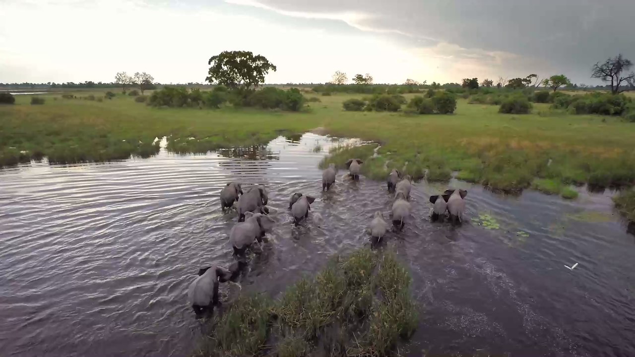 Mysteriöses Tiersterben: Hunderte Elefanten sterben in Botsuana auf ungeklärte Weise