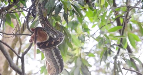 Un python surpris à engloutir un possum en Australie