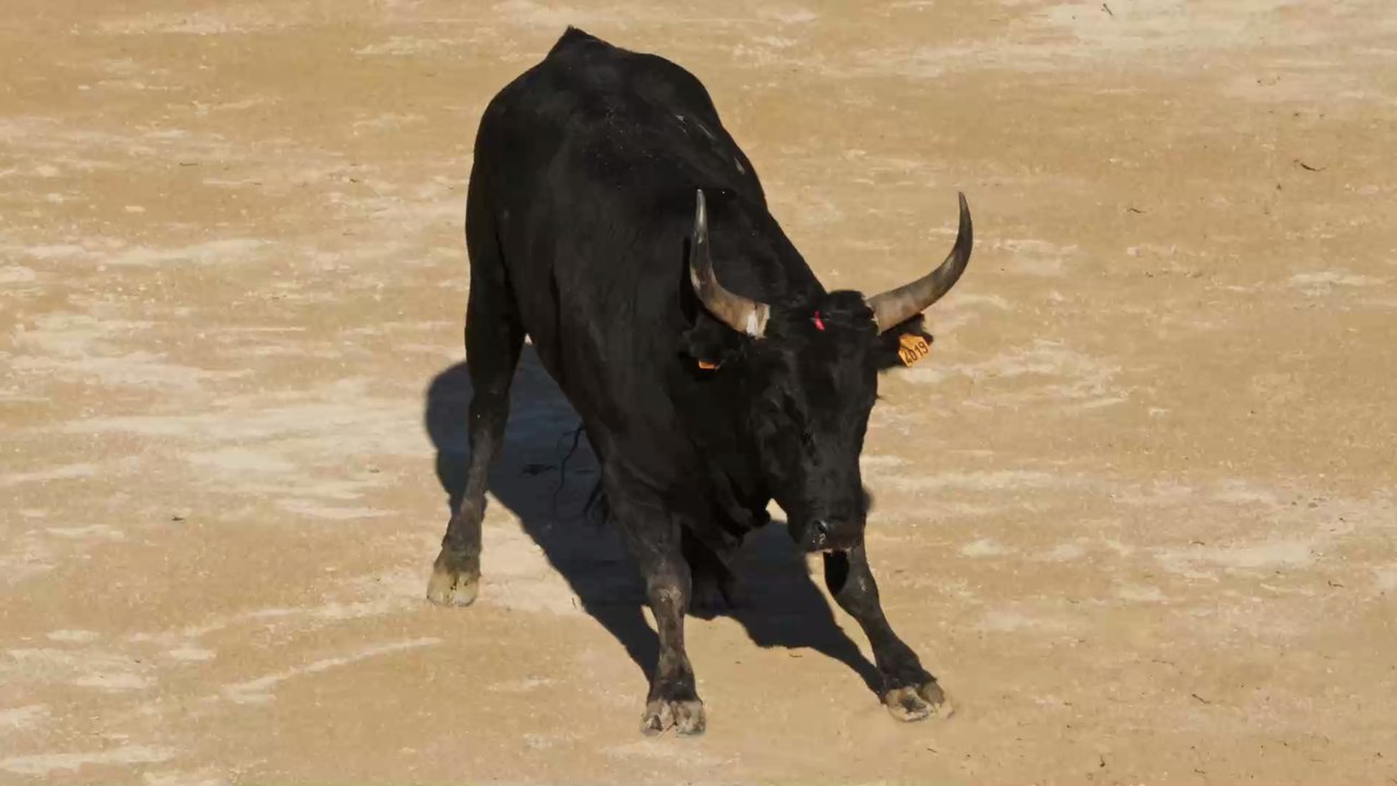 Wegen Corona-Krise: Pro-Stierkampf-Bewegung in Spanien ist am erstarken