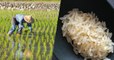 Des scientifiques chinois développent un nouveau riz capable d'être cultivé dans l'eau salée