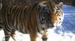 La fantastique histoire de Zolushka, une tigresse de Sibérie réintroduite dans la nature