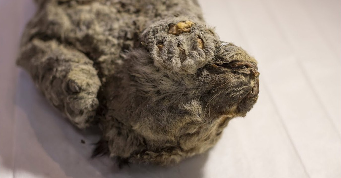 Un petit lion des cavernes vieux de plus de 20 000 ans découvert dans la glace de Sibérie