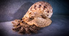 Les tritons géants, des gastéropodes qui pourraient sauver la Grande barrière de corail ?
