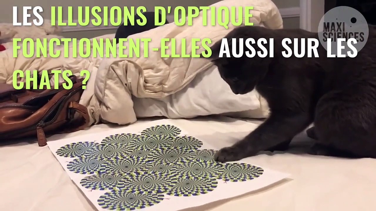 Insolite : un internaute a testé une illusion d'optique sur son chat, voici sa réaction