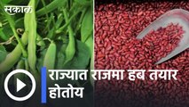 Rajma Farming | राज्यात राजमा हब तयार होतोय | Sakal |