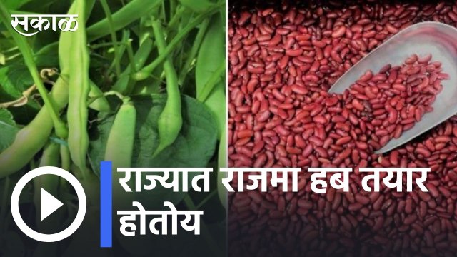 Rajma Farming | राज्यात राजमा हब तयार होतोय | Sakal |
