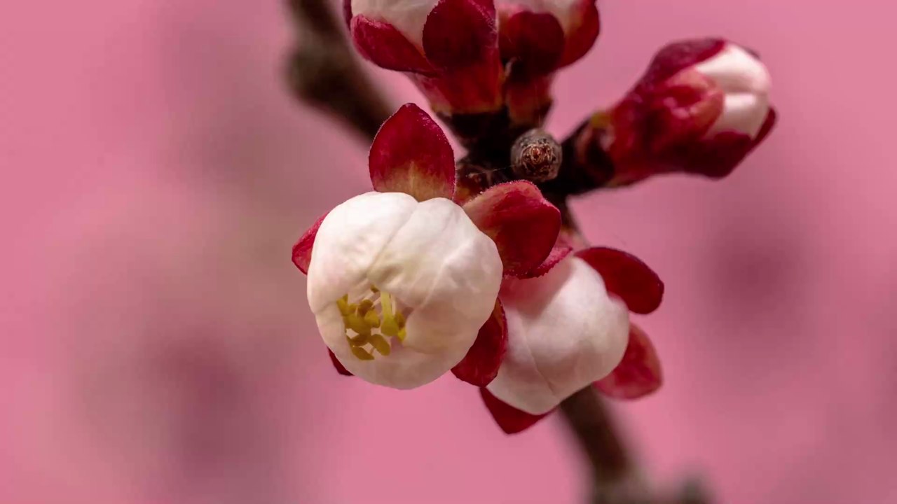 Sommerliche Zauberfrucht: Fünf Gründe, warum Aprikosen die Gesundheit boosten